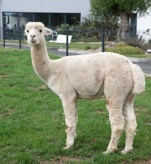 Un lama dans le parc
